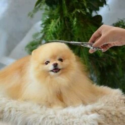 Ciseaux De Toilettage Pour Chiens Et Chats De Compagnie, Ciseaux à Effiler En Acier Inoxydable, Outil De Toilettage Pour Animaux Domestiques (bleu) -Pro Outils Soldes Magasin 77505762 5